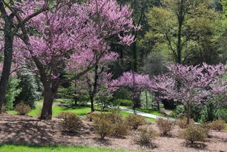 Biltmore Forest